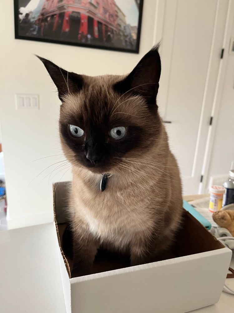 Siamese cat in white box looking very emotionally uncomfortable