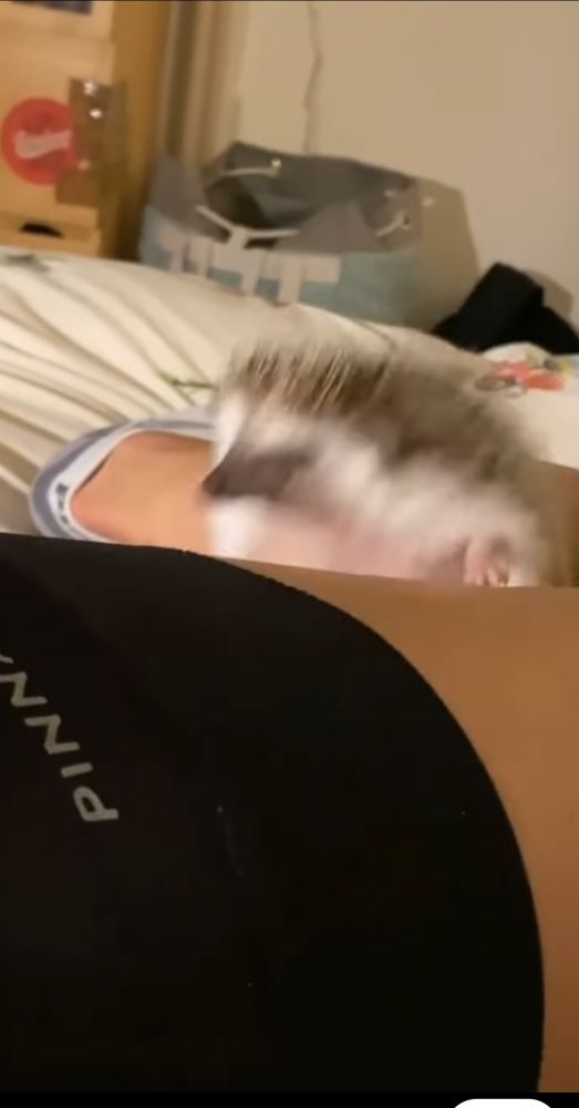 Still frame of hedgehog falling off human's legs.