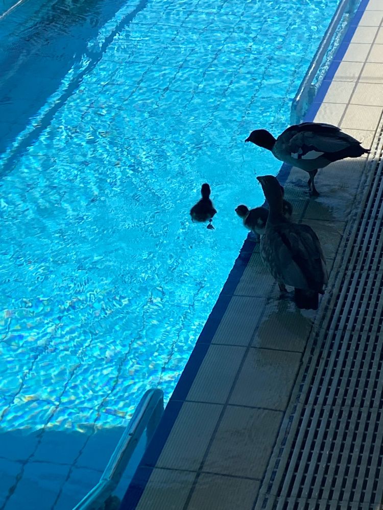 Sucks both adult and baby, in or near the swimming pool