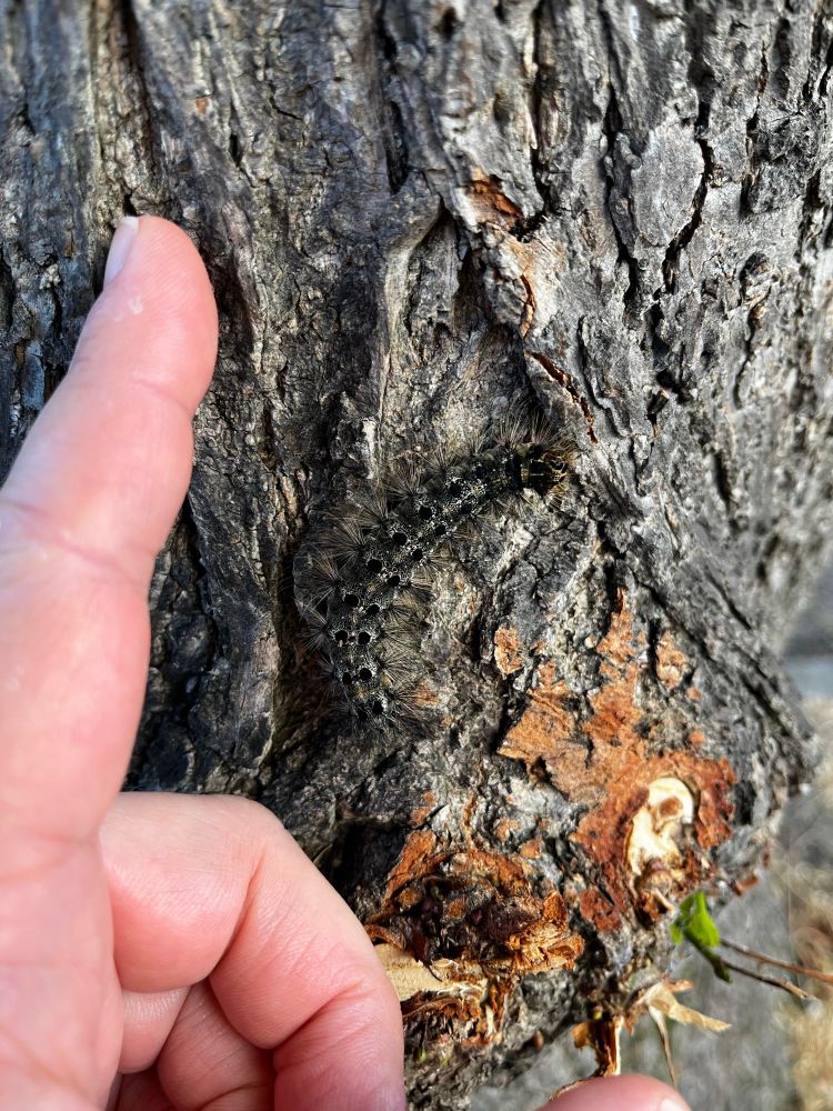 Photo of large caterpillar on a tree next to my hand. The caterpillar is hairy and about 2 inches long. 
