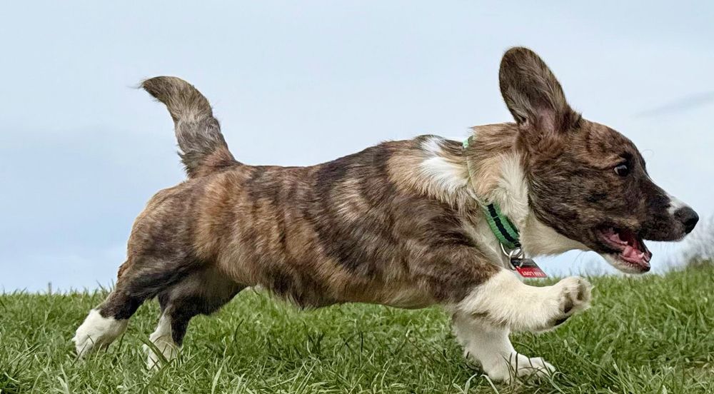 Photo of a corgi dog running. He’s a brindle puppy and looks happy with his front foot/leg pointing forward and his other legs still on the ground. 