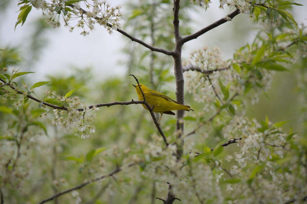 A yellow warbler perched in a flowery tree
