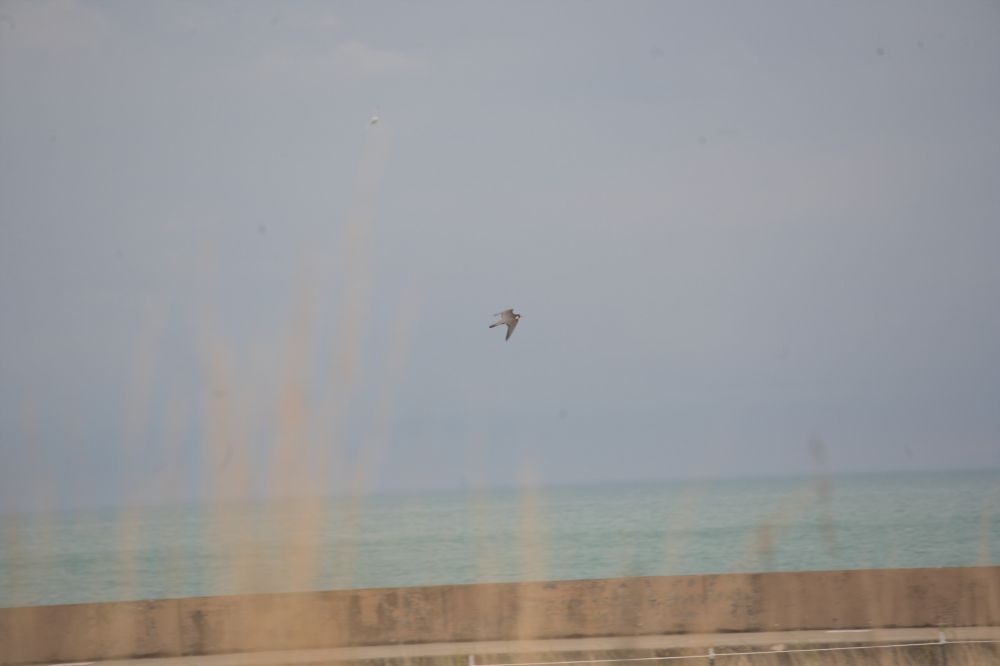 A photo of a peregrine falcon flying over grass with Lake Michigan in the background