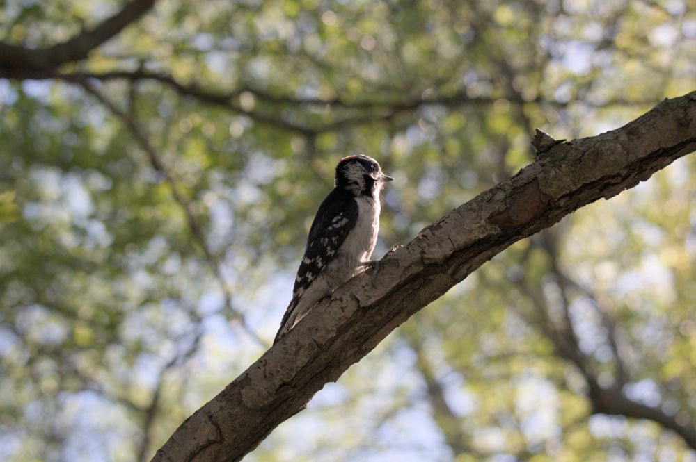 A downy woodpecker looking off to the distance. One imagines pensively?