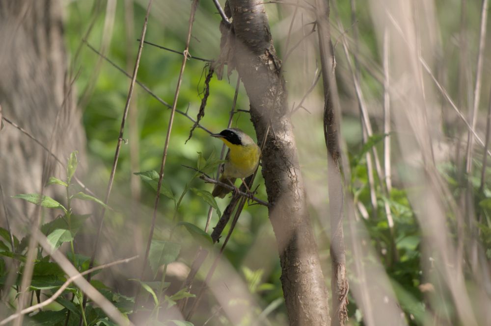 A common yellowthroat in the brush