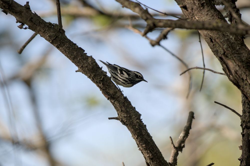 A black and white warbler perched on a tree
