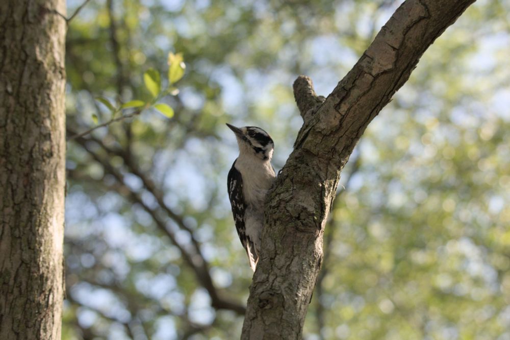 A male downy woodpecker looking off to the side while perched on a tree