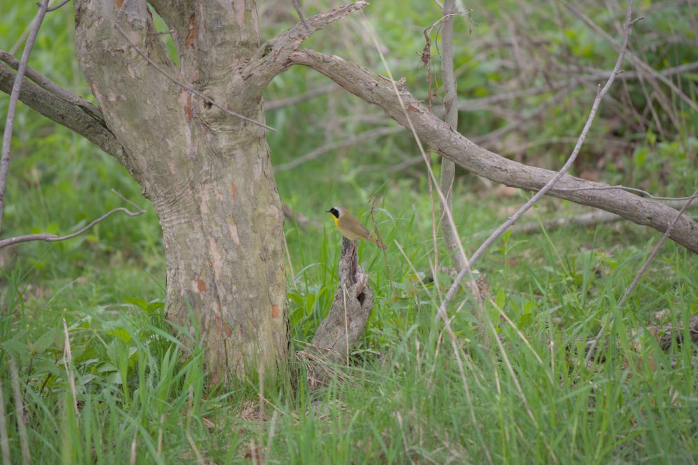 A common yellowthroat perched on a dead branch