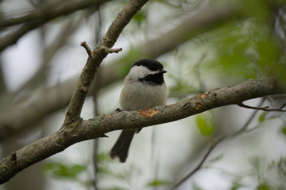 A black-capped chickadee perched on a branch