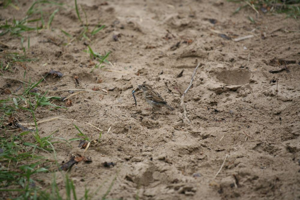 A song sparrow eating a dragonfly