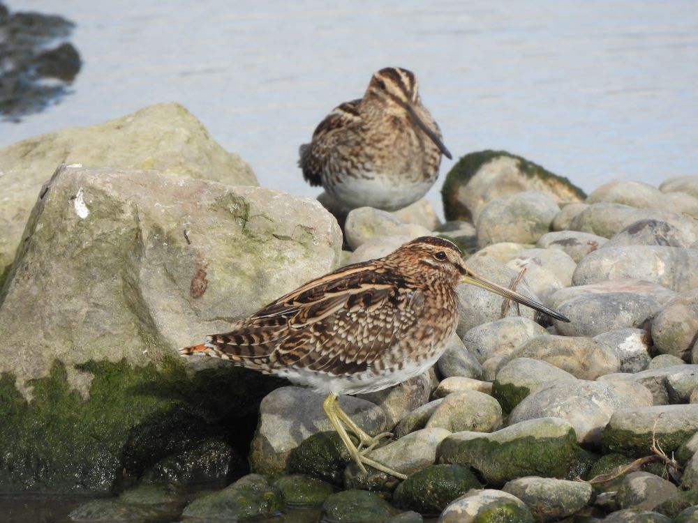 Two snipe standing on a rocky island. Uncharacteristically showing off.