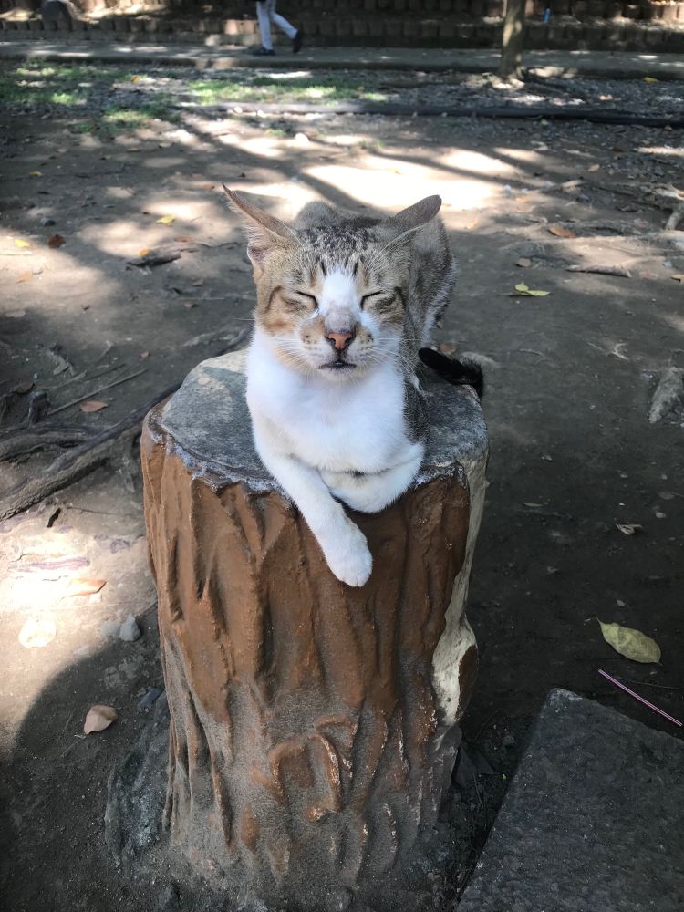 Esteemed guest, a sleepy cat