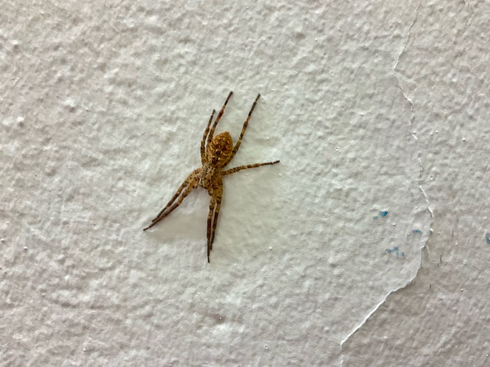 Nosferatu-Spinne an weisser Wand