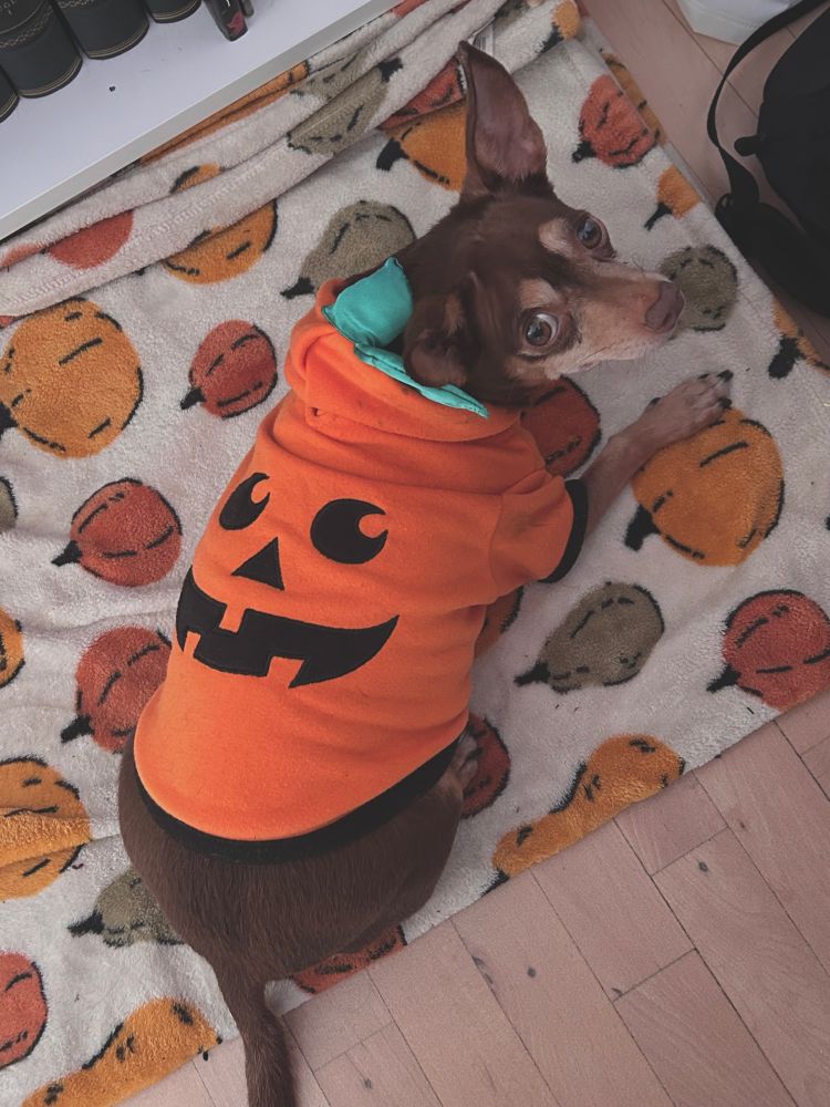 a brown and tan chihuahua dressed up in a jack-o-lantern sweater laying on her pumpkin blanket