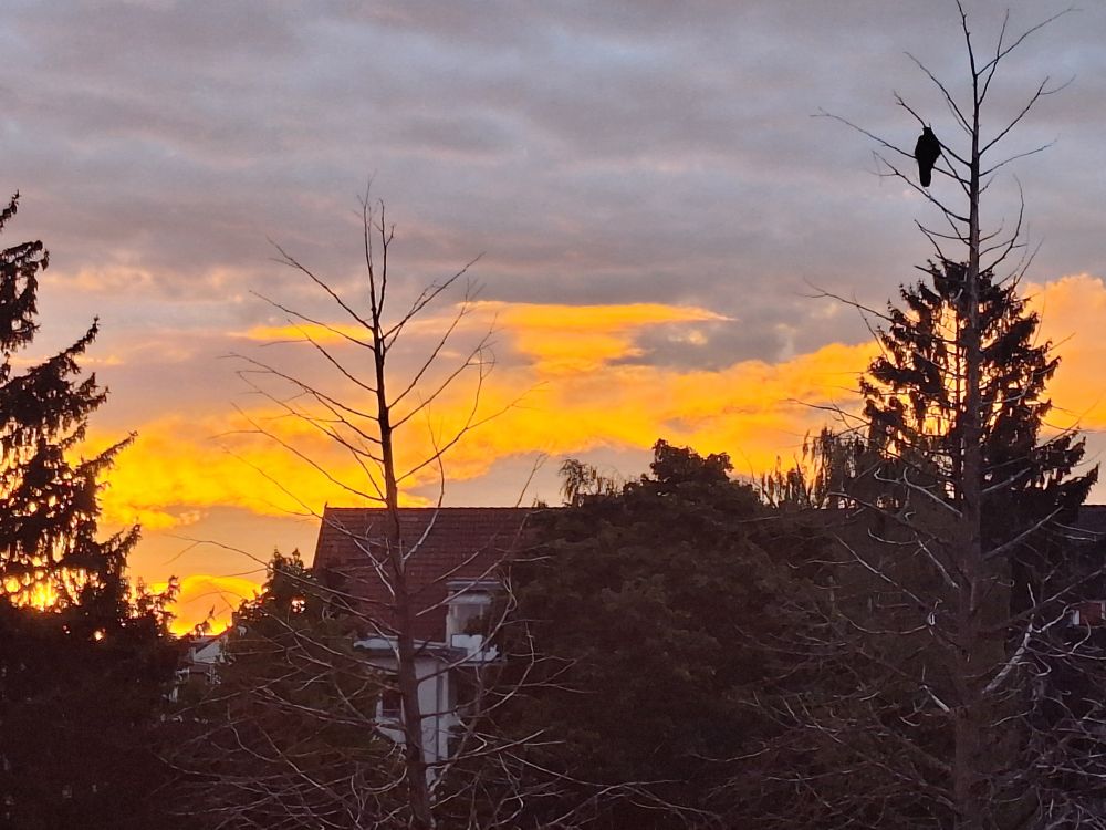 Ein Haus, Bäume, ein einzelner Vogel auf abgestorbenen Ästen. Dahinter ein sehr orangener Himmel, der in grau übergeht. 