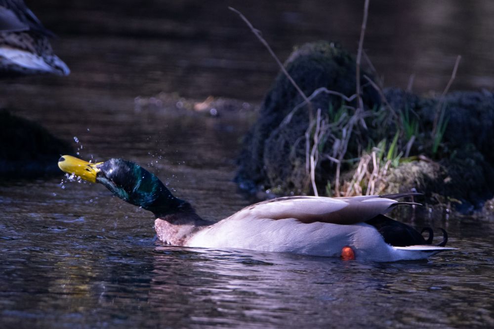 A male mallard shakes some water off its head.