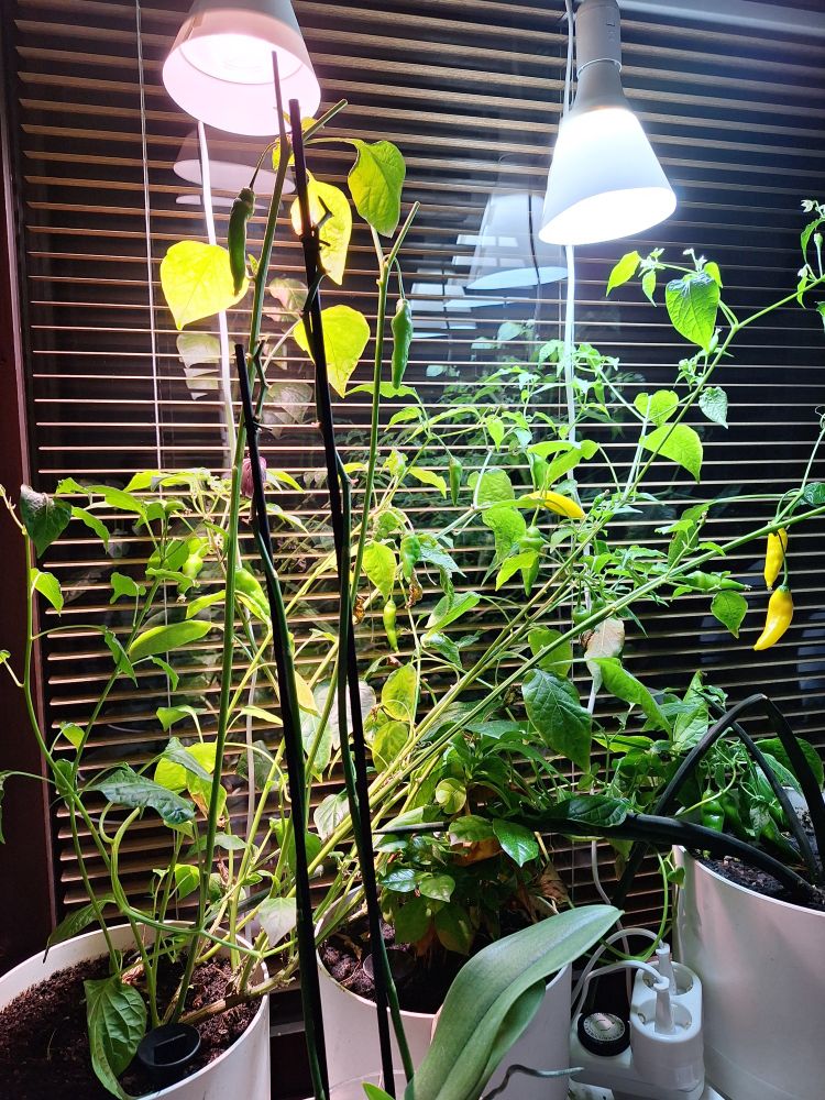 Lemon drop-chili, orkidea, kahvipensas ja kasvilamput. 