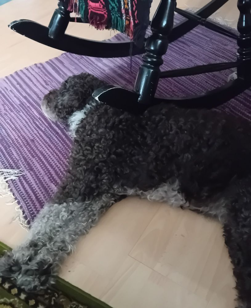 Ruskea koira makaa lattialla keinutuoliin jalaksen alla.