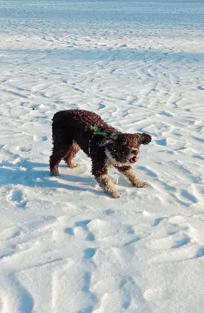 Ruskeavalkoinen koira kutsuu leikkiin lumihangella aurinkoisella säällä.