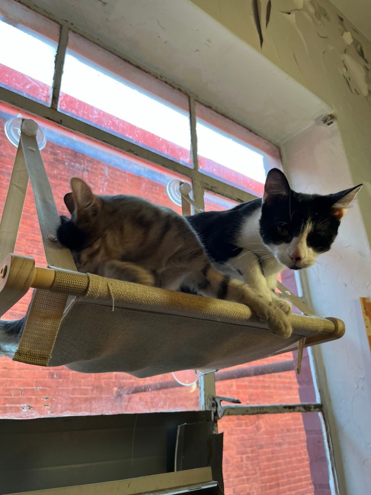 Two kittens sitting in a window beds the gray tabby is not looking at the camera but the black and white one is (almost a tuxedo) 
