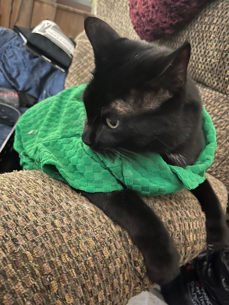 A short haired black cat sitting on a hair with his legs over the arm rest and he is wearing a dark green shirt 
