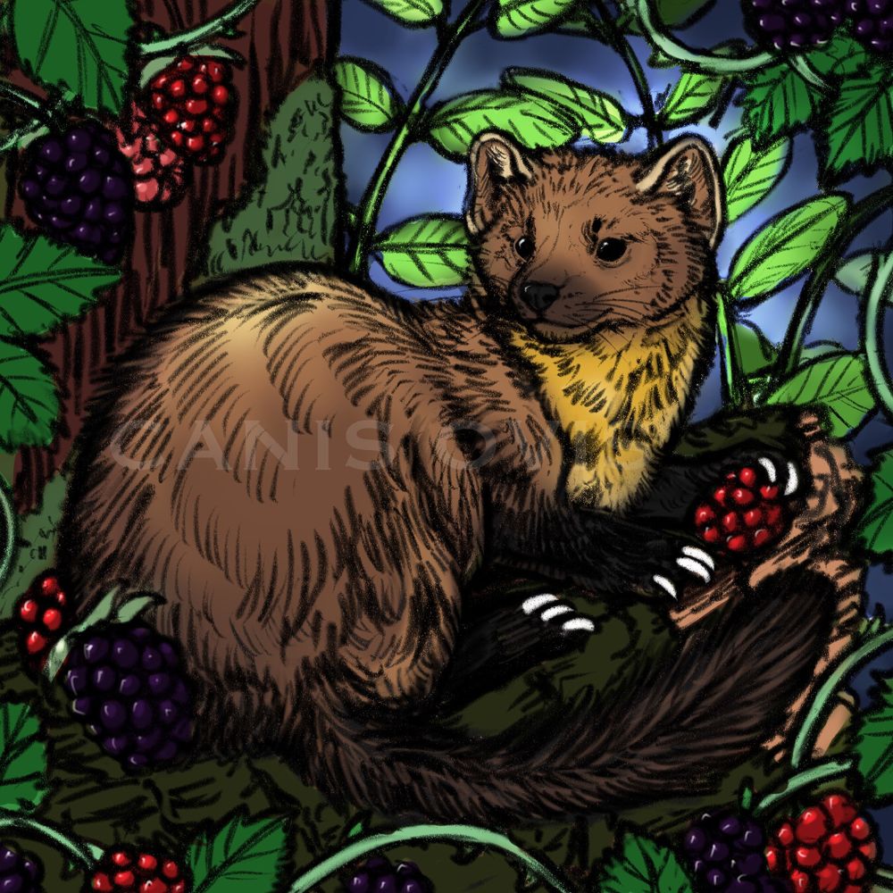 Pine martin sitting on a broken branch surrounded by blackberries.