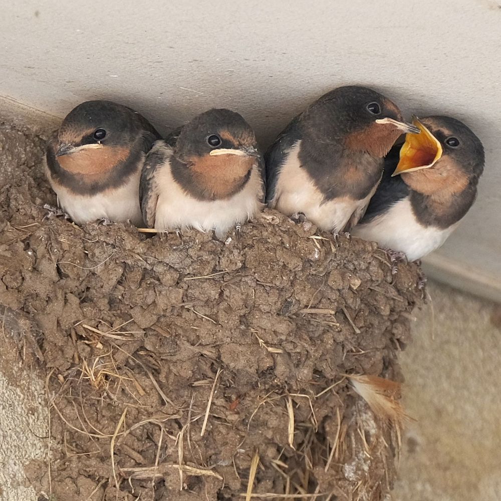 ツバメの大きく育ったヒナが巣の中から身の乗り出して口を開いています。一番右のヒナだけが口を開いて、他は閉じています
