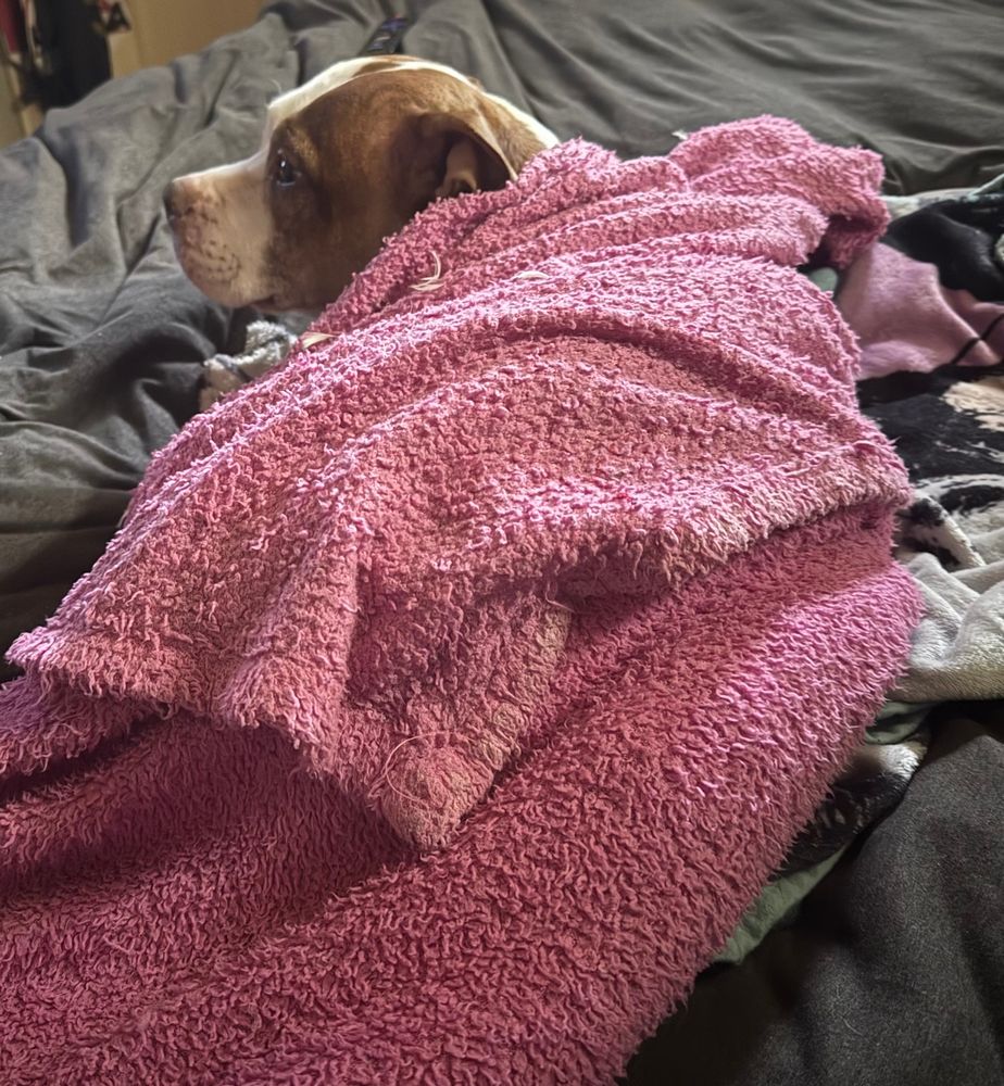 Pocket pit in a pink blanket 