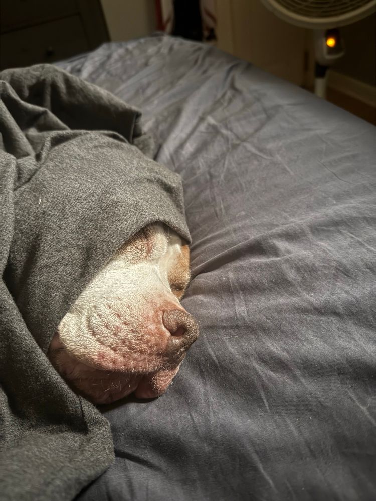 Darth Pibbles (Chewbecca SchaiWalker) in a blanket sleeping 