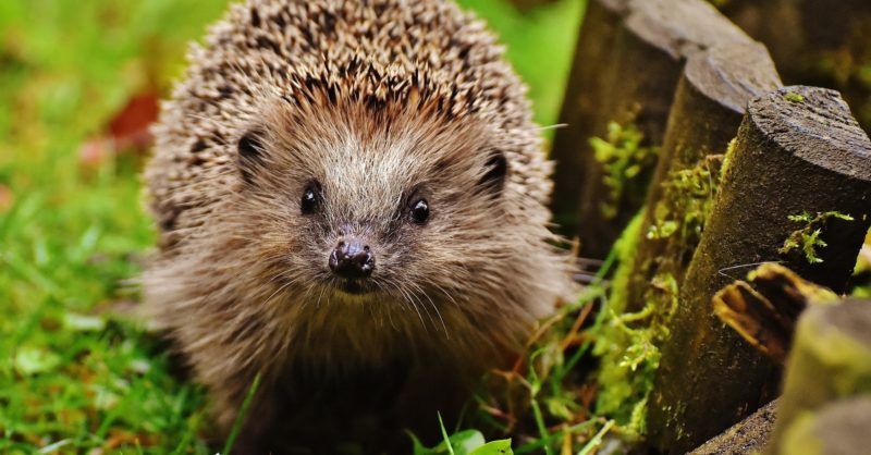 Our Local Nature Grant Scheme