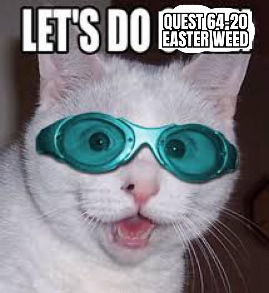 A cat with comical glasses saying "let's do Quest 64-20 Easter Weed, which is a well known drug in the video game circles