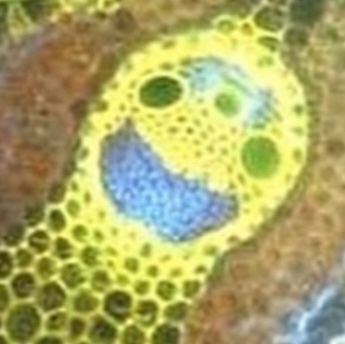 Ausschnitt auf einen der lachenden Gesichter in der Grasstruktur