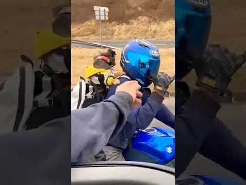 Doggy Swag On bike with Glasses Funny dogs
