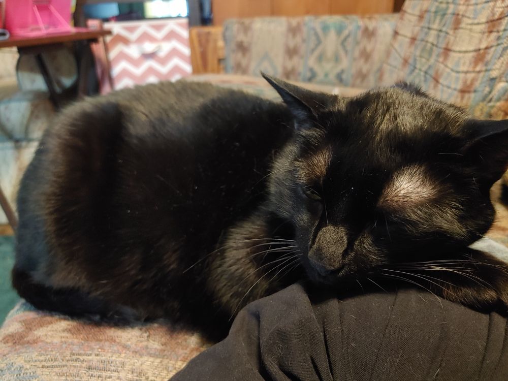 A black cat on a brown couch. He is sleepy and cuddly.