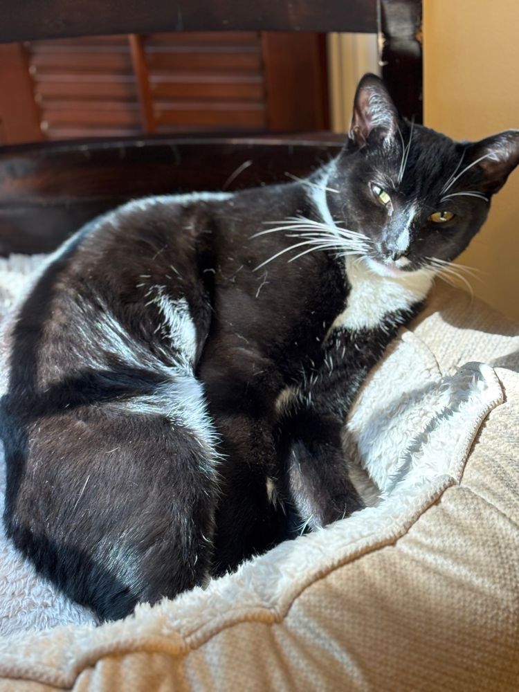 A tuxedo cat with white bandana marking and nose stripe and tiny mustache and whiskers sits in a cat bed with the sun streaming in on him. His golden eyes look suspiciously at the camera