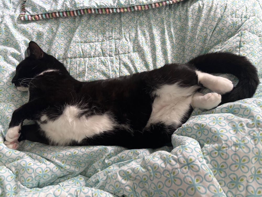 A tuxedo cat with 2 large white belly splotches, white paws and bits of white on his chin and neck sleeps on a comforter. He’s facing left and his body is extended as if he’s leaping over an obstacle. 