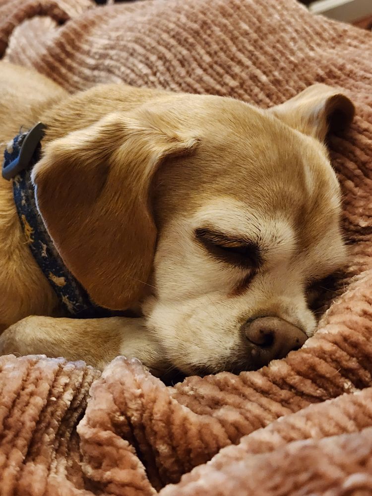 Paisley, a tan dog with a white face sleeping on a pink blanket.