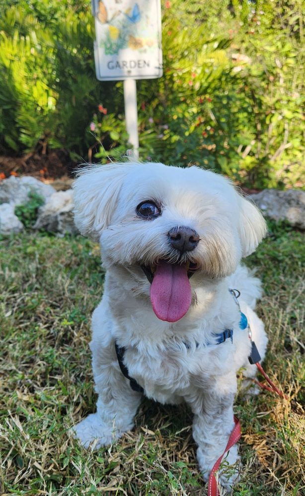 Cute fluffy white dog sitting in front of a butterfly garden sign, keeping everyone calm. 