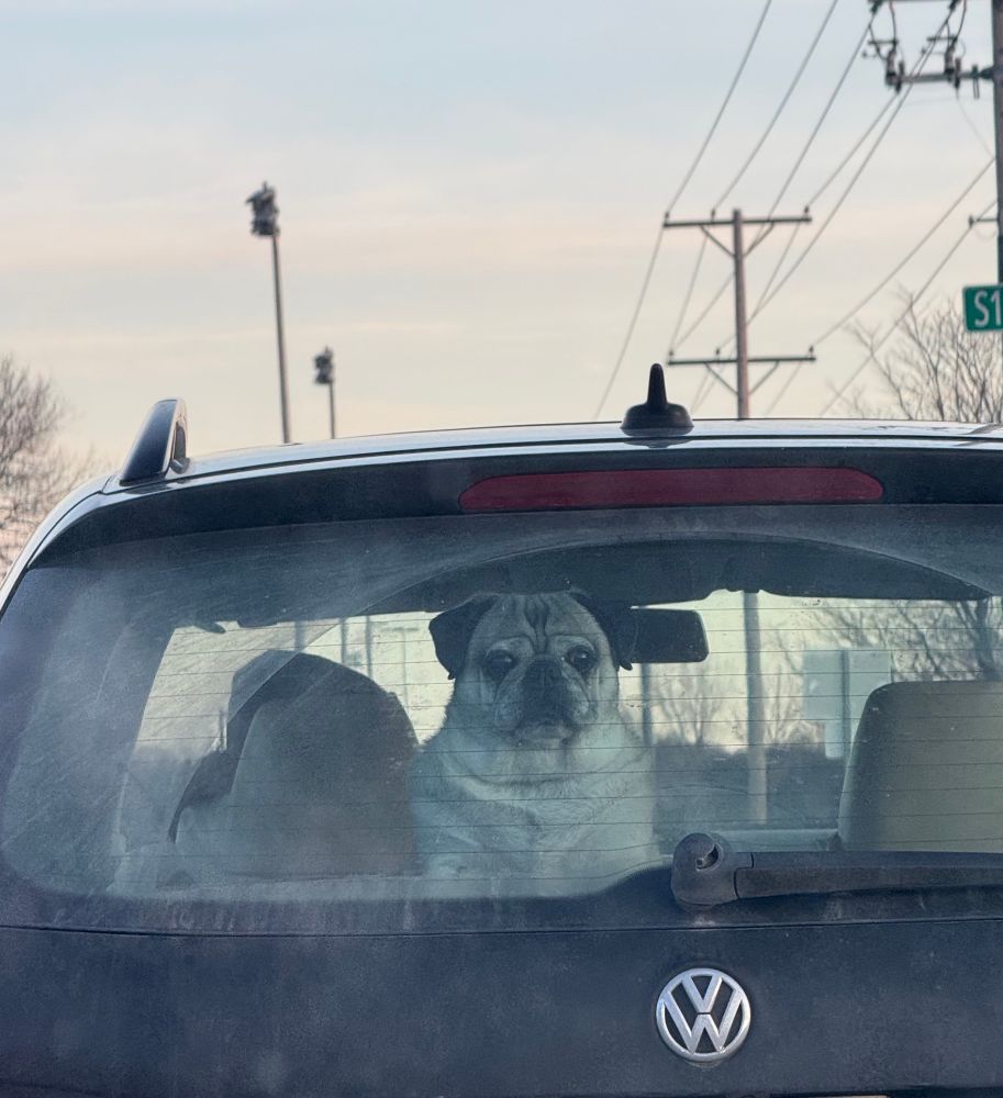 A pug sits in the back of a Volkswagen, looking curiously through the rear window at the outdoor scene.