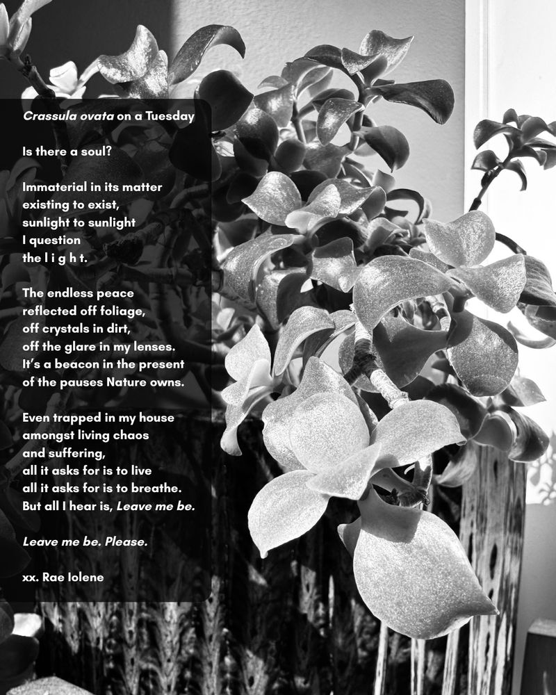 A black and white picture of a jade plant with a poem written on the left. 