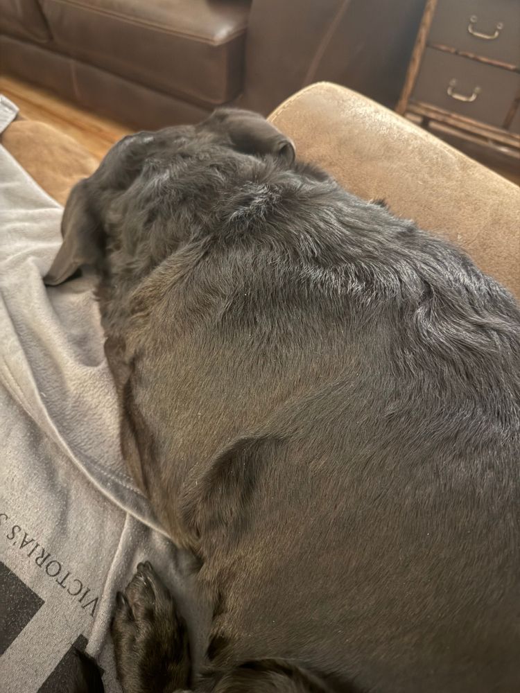 Medium sized dog sleeping on a chair.