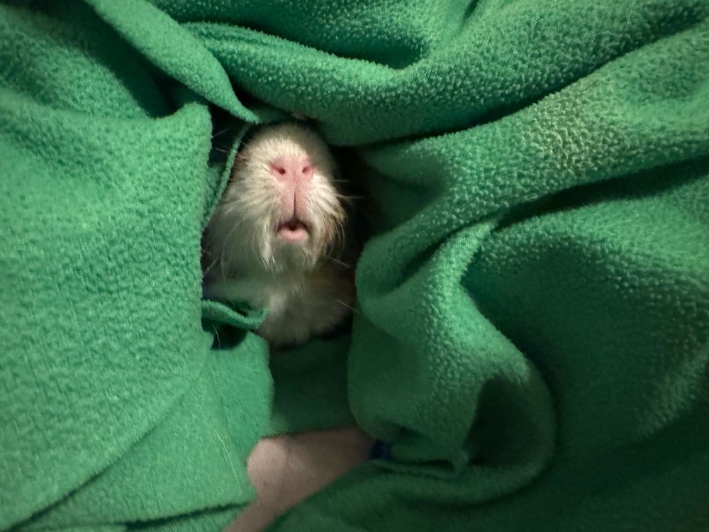 A cozy green blanket envelops a hidden guinea pig, with only a portion partially visible, suggesting warmth and comfort.