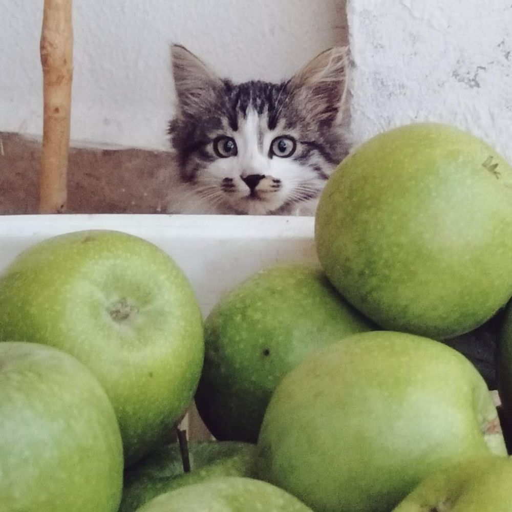 Kitten peeking from behind crate of granny smith apples
