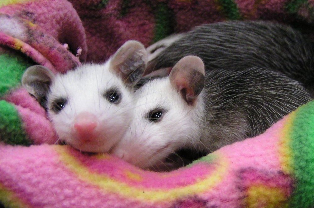 Two baby opossums cuddling in a pink, yellow, and green blanket