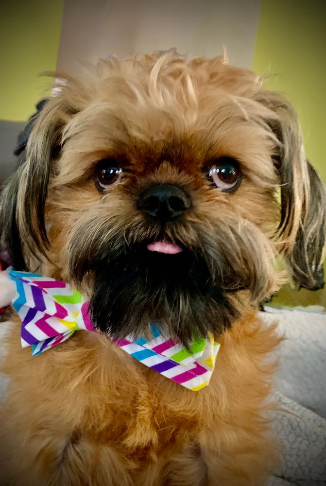 Wally The Griff wearing a colorful striped bow tie looking dapper with his tongue out. 