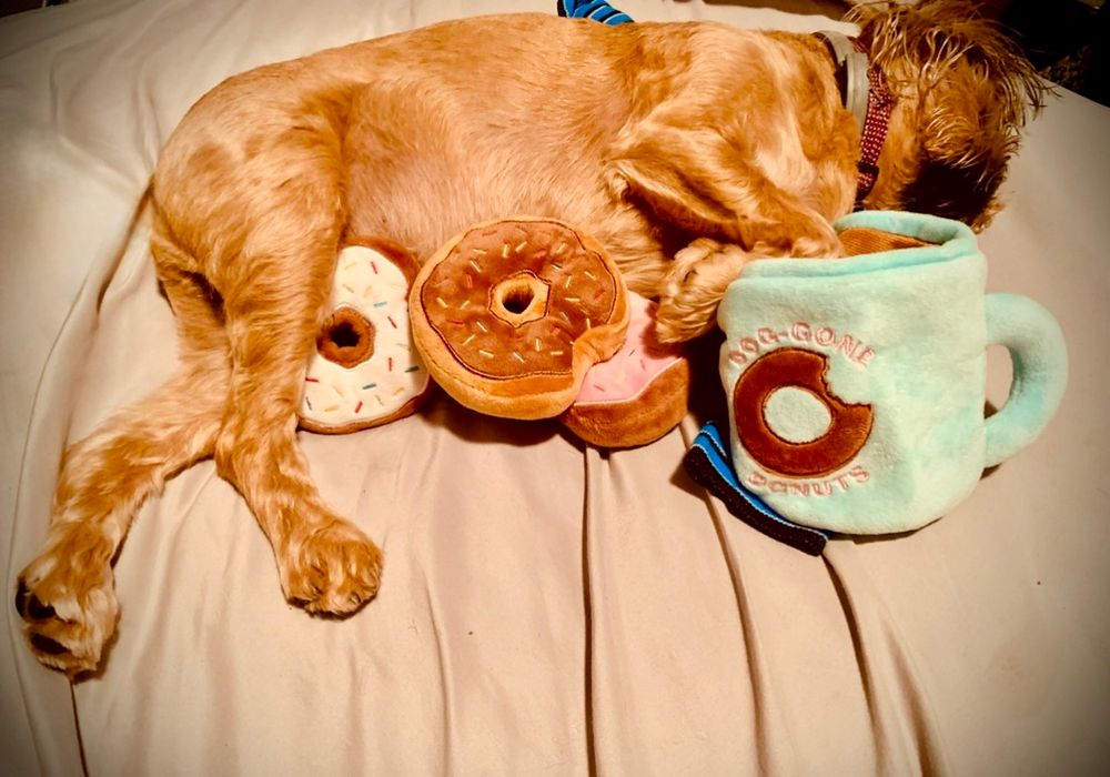 Wally The Griff sleeping on a bed with donuts and coffee in front of him. He looks hung-over. (Note: no animals were harmed nor was coffee consumed during the making of this photo) 