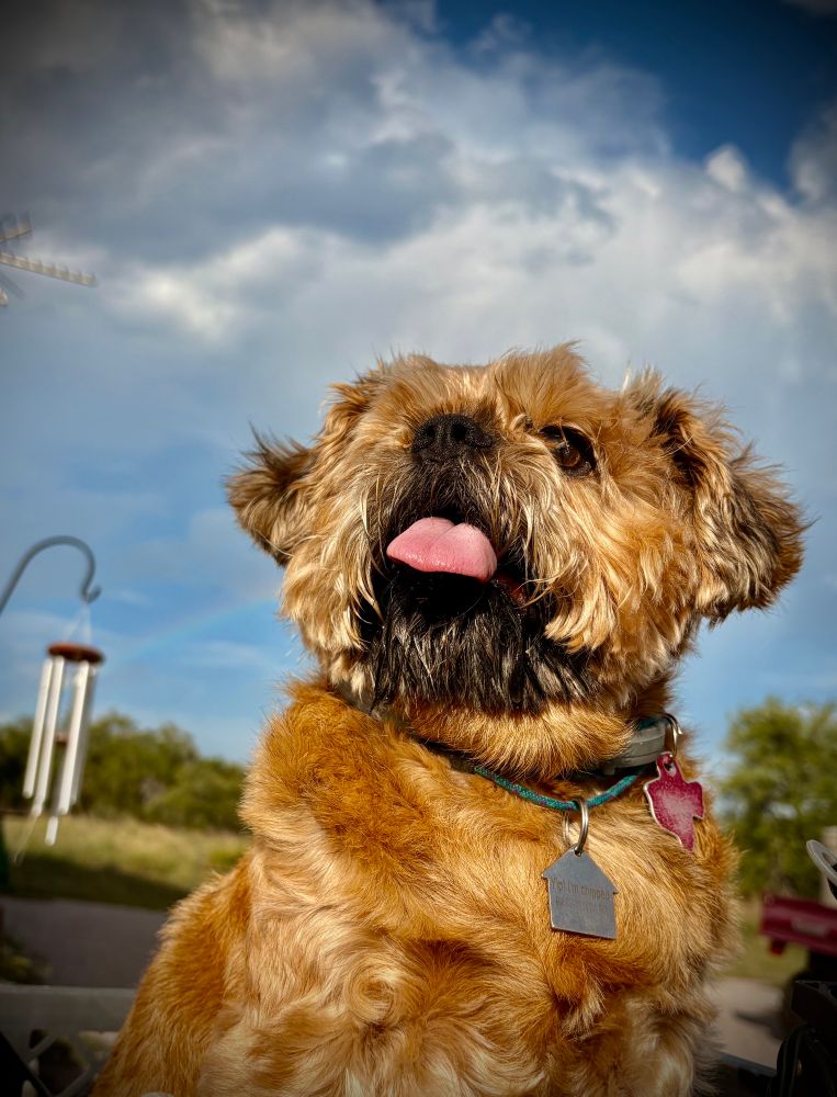 Wally The Griff sporting a beard, and a tongue. 