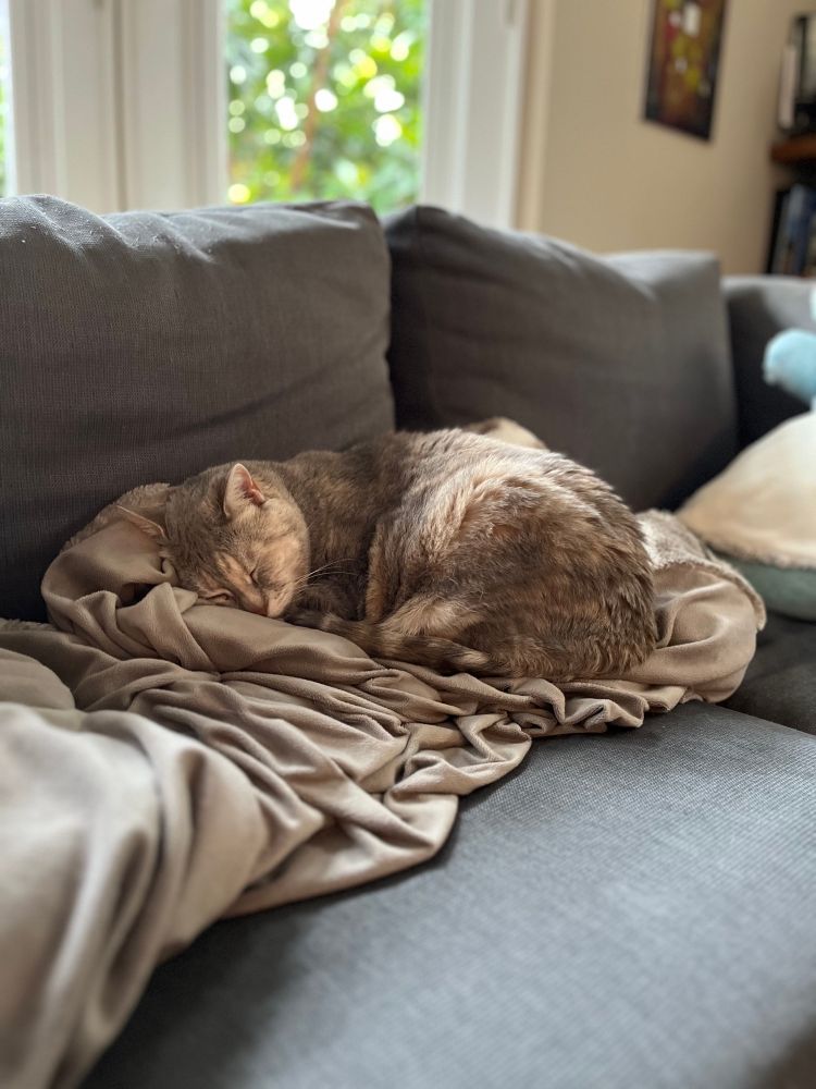 A sleeping torbie cat who blends into the couch