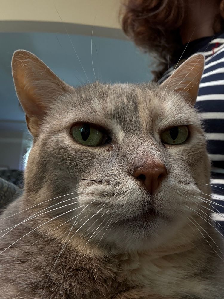 Close up of a dilute torbie cat’s face 