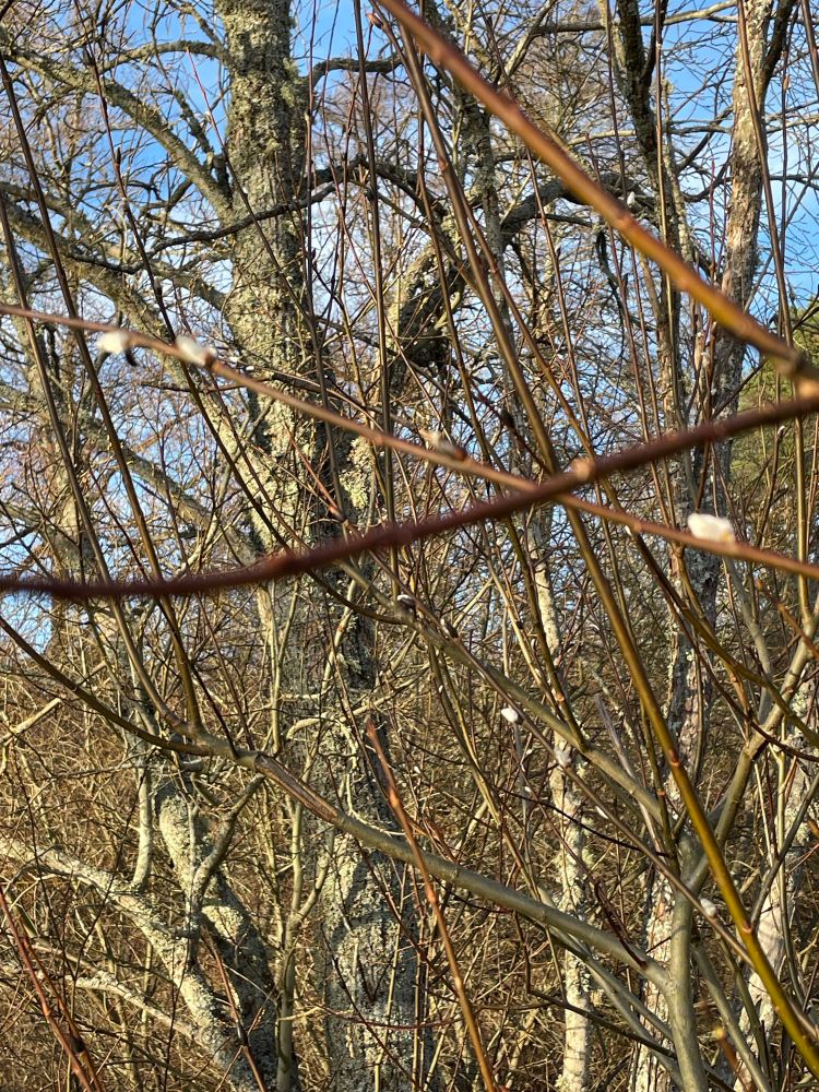 Willow has sprouted catkins. 